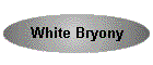 White Bryony